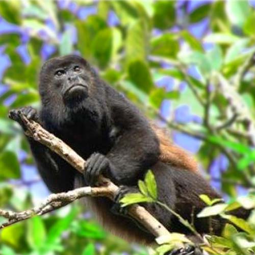 howler-monkey-500x500