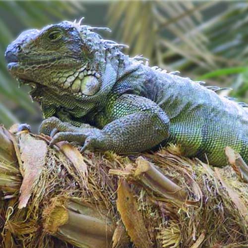 iguana-500x500