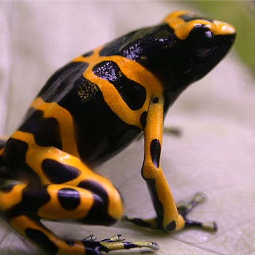 poison-arrow-frog-500x500