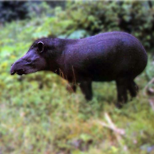 tapir-500x500