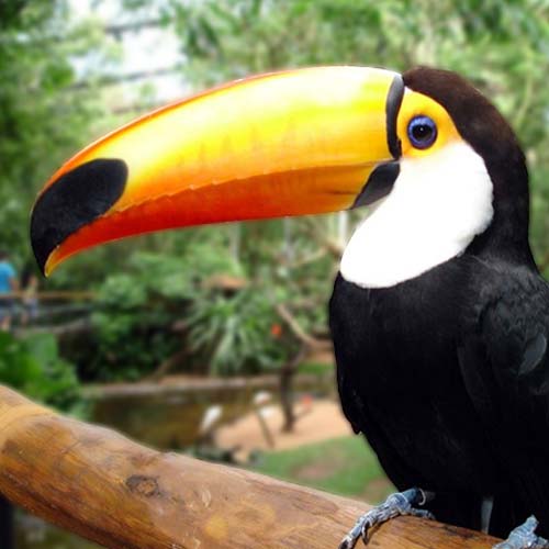 toucan-500x500